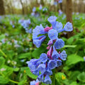 Bluebells