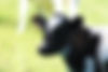 Black and white calf.jpg