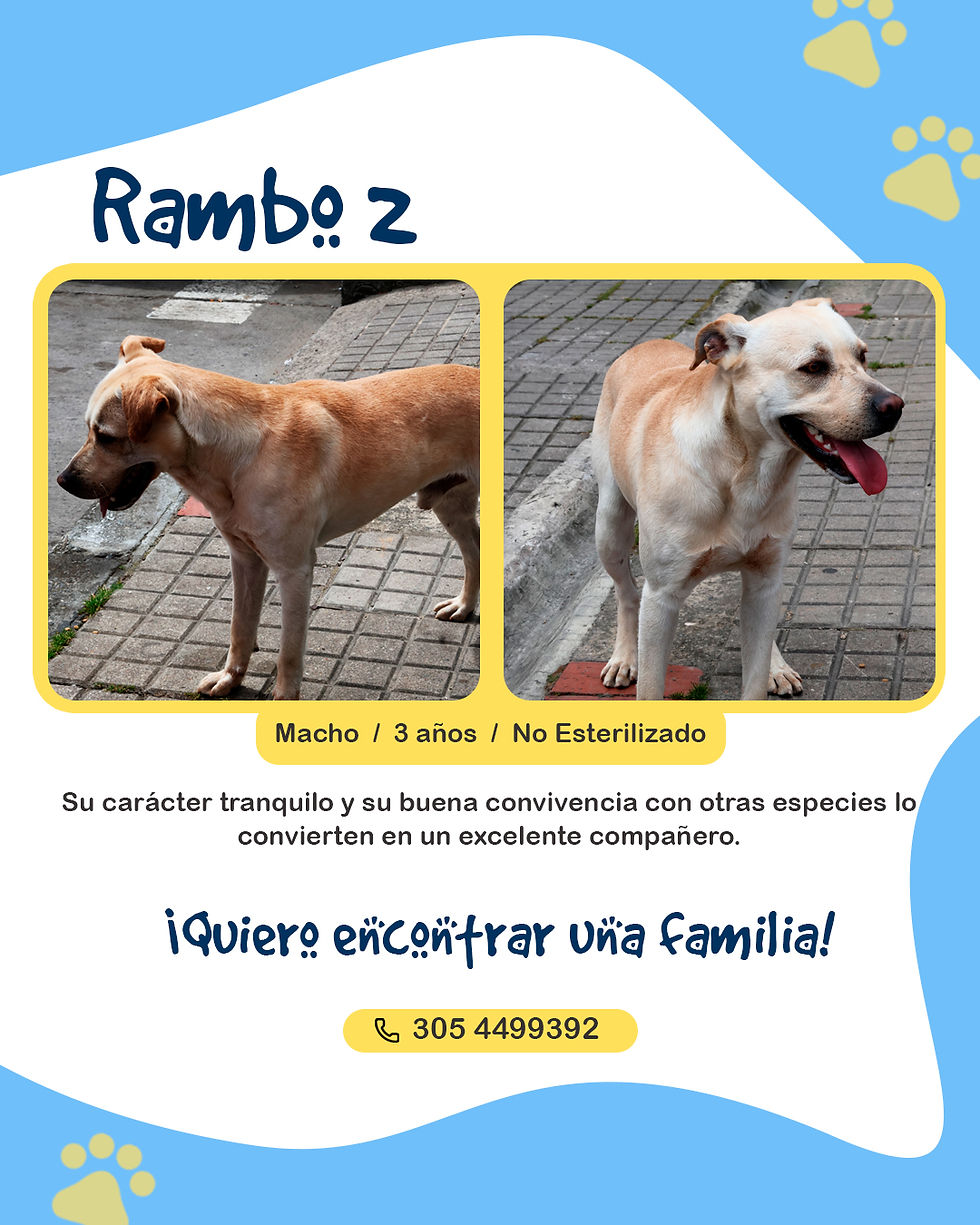 En el Día Mundial del Perro te invitamos a transformar una vida a través de la adopción responsable.