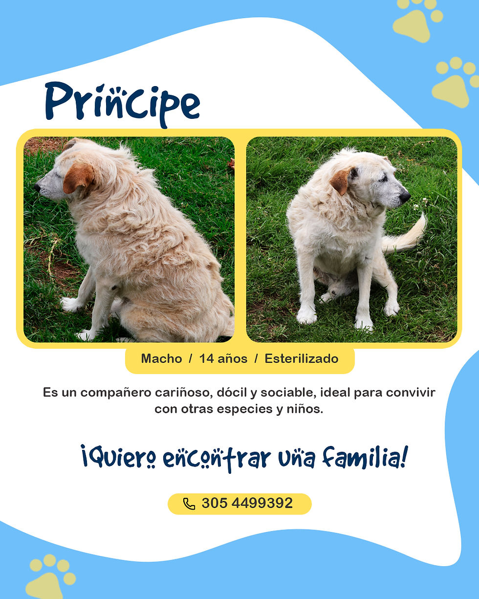 En el Día Mundial del Perro te invitamos a transformar una vida a través de la adopción responsable.