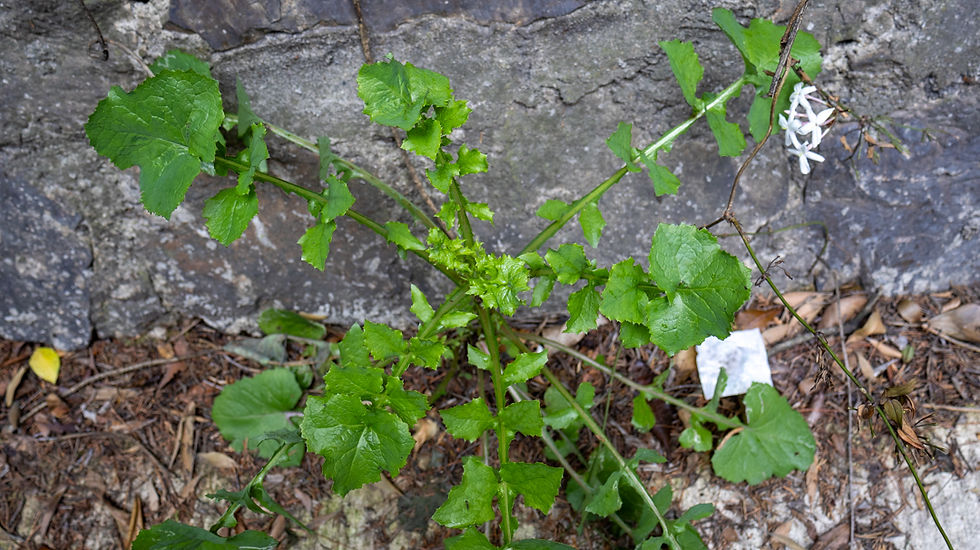 Plantas ruderales creciendo en las calles