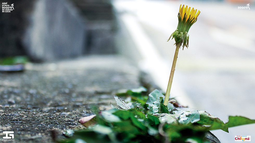 Plantas ruderales naciendo en las calles