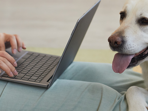 A woman sits on a striped cream and sage rug, typing on a laptop, while her yellow Labrador rests its head and paw across her lap, tongue out and relaxed.