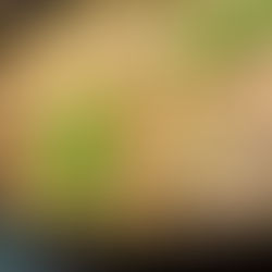 Creamy Vegan Mushroom Stroganoff