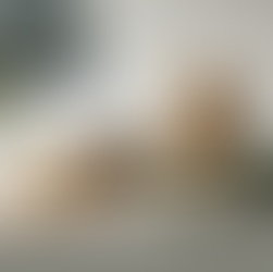 Toasted Pecan Chocolate Chip Cookies