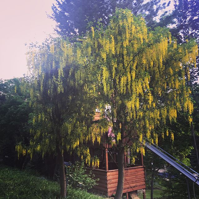 by our tree fort, golden heaven