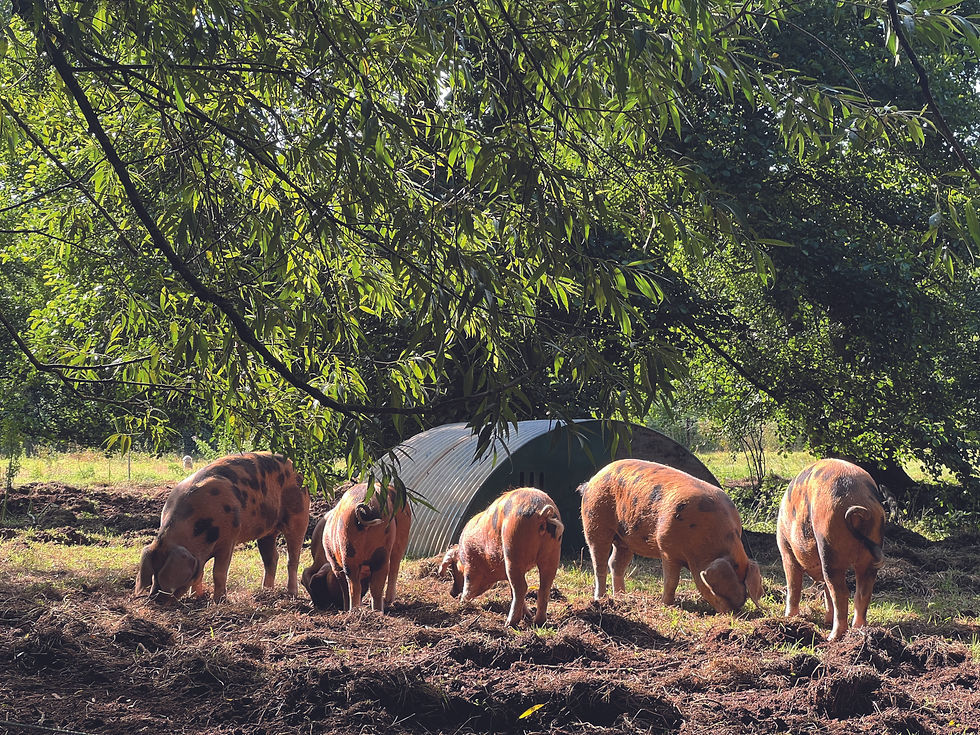 Thumbnail: 2026 DIY FARM and TRC Calendar + FREE STICKERS