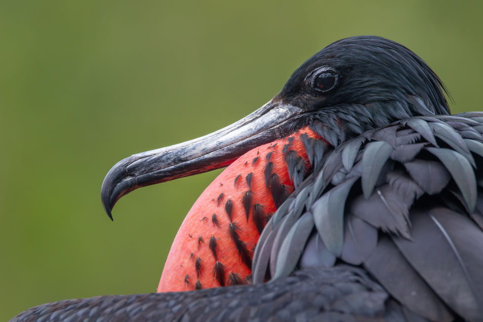 Species: Magnificent Frigatebird