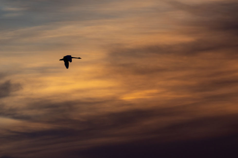 Species: Tundra Swan