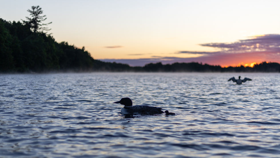 Species: Common Loon(s)