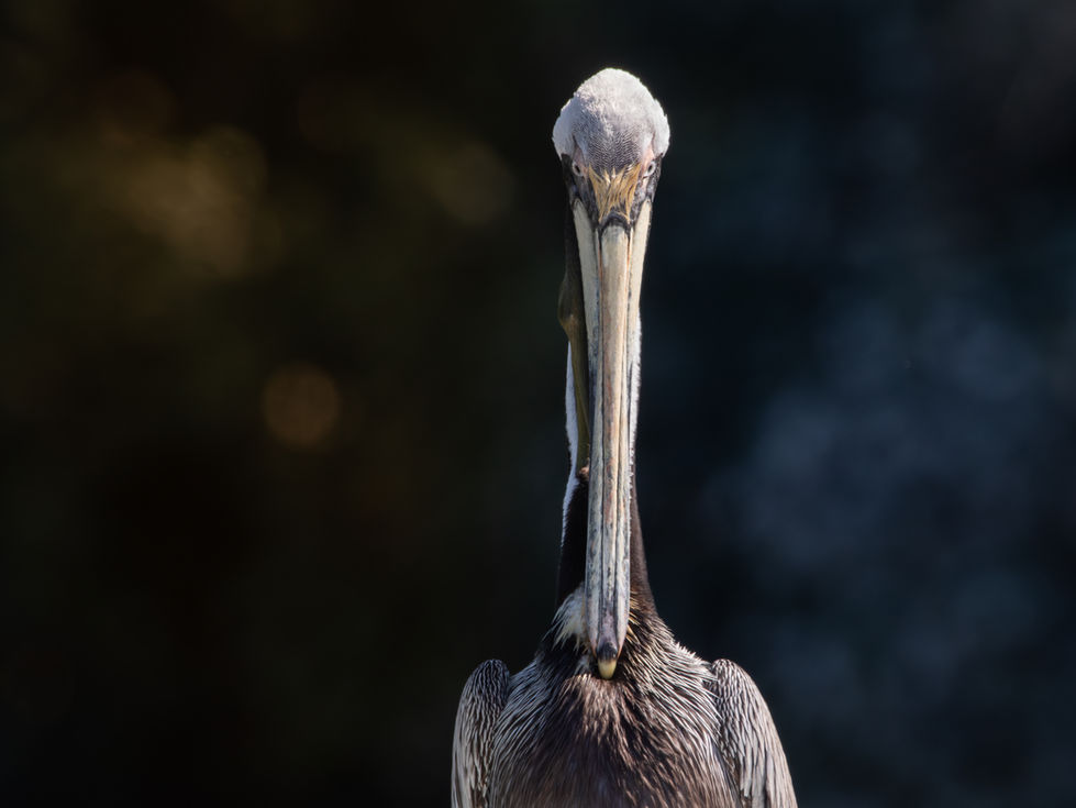Brown Pelican headshot