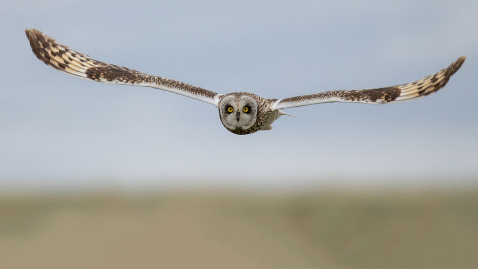 Species: Short-eared Owl
