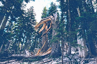 Fallen Tree_edited_edited.jpg