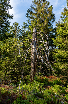 bare-trunk-forest.png