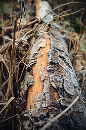 vertical-closeup-tree-trunk-surrounded-by-branches-sunlight.png