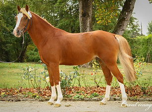 29092018-30-Moonlight-du-Bosquet-Copier.