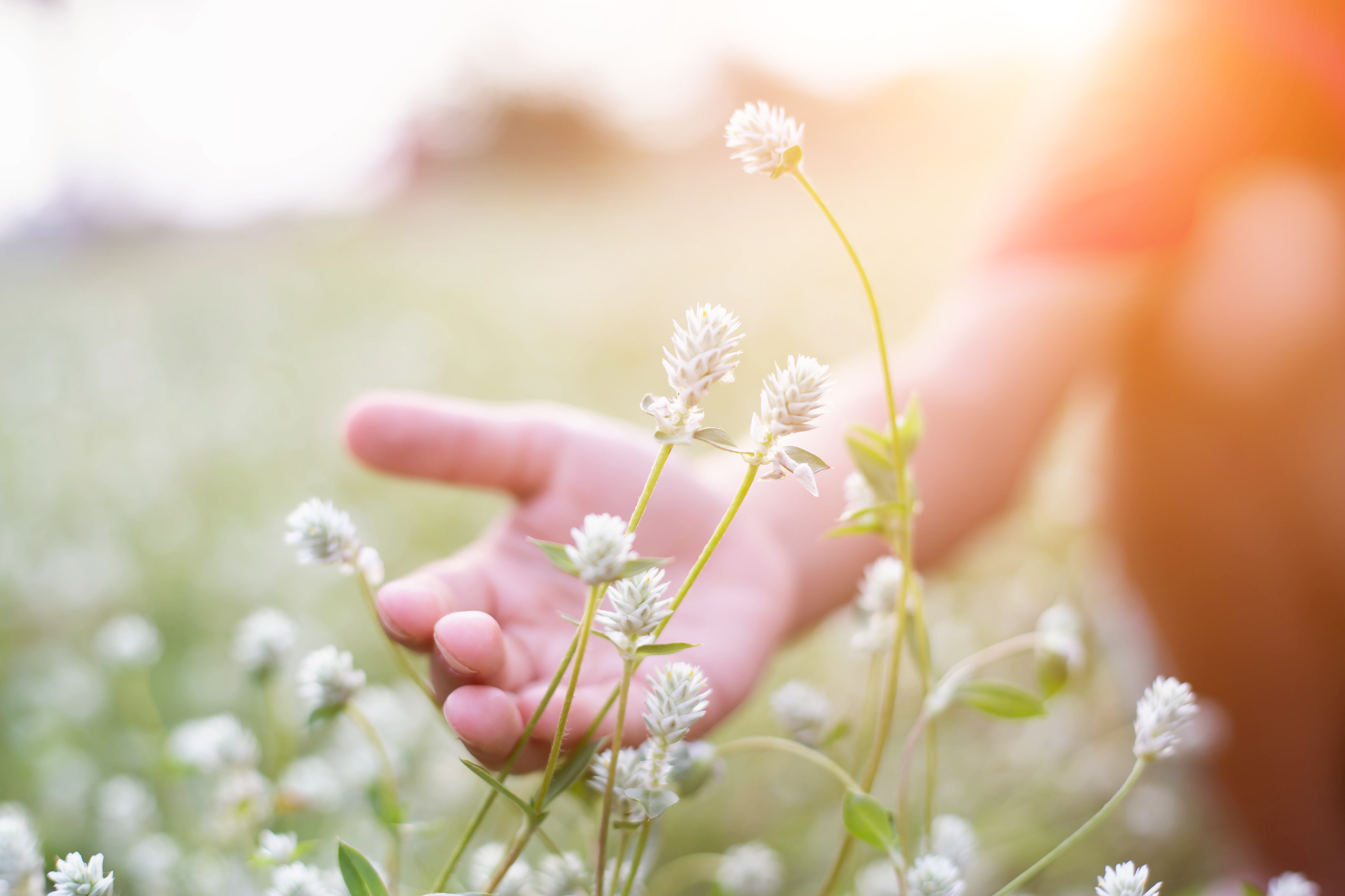 Flower Field