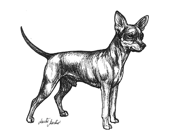 HANNHUND.png