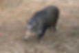 リュウキュウイノシシ