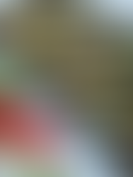 Brie Christmas Tree Appetizers