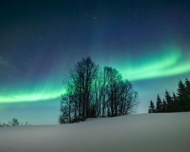 Et bilde av trær i Nord Norge under nordlys.