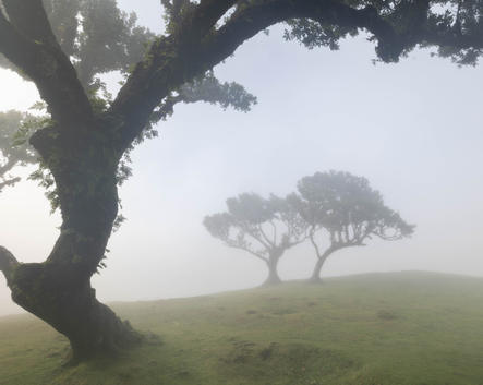 A picture of trees in the Fanal forest on Madeira, Portugal.