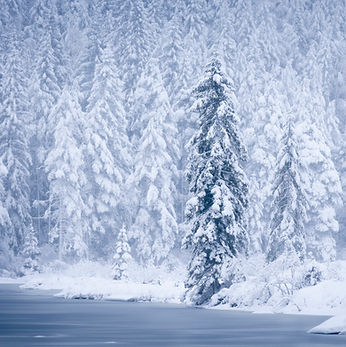 Et bilde fra Sørlandet av snødekte trær