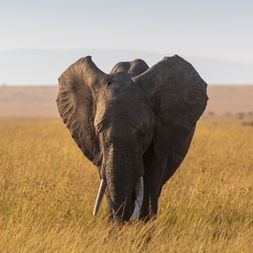 Kenya. Join This Way photography tours to take pictures like these on Masai Mara