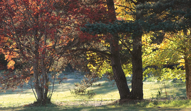 nature trees around the trunks