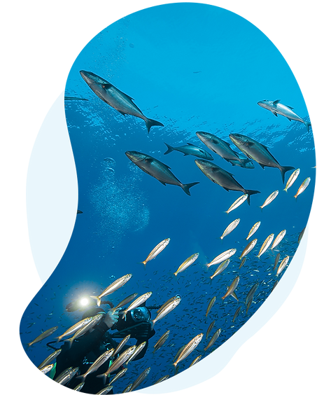 Blue-Azores---(C)-Emanuel-Goncalves_Formigas_Azores_20160917--.png