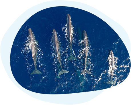Blue-Azores---Nuno-Sa-DJI_0005---comp.png