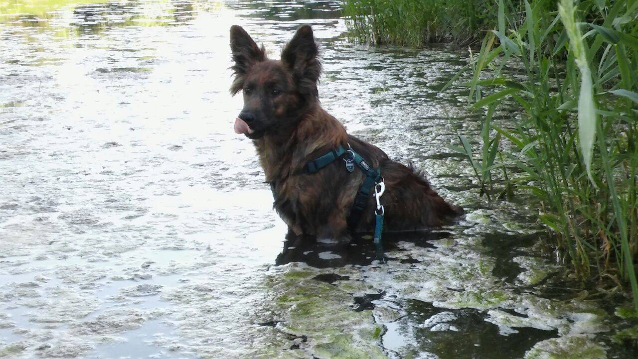 Ferdi