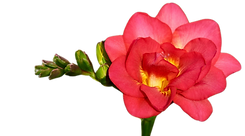 Freesia Expression