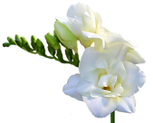 Freesia Exclusive Vanille