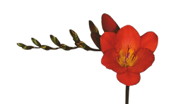 freesia red passion