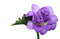 Freesia Blue Sensation