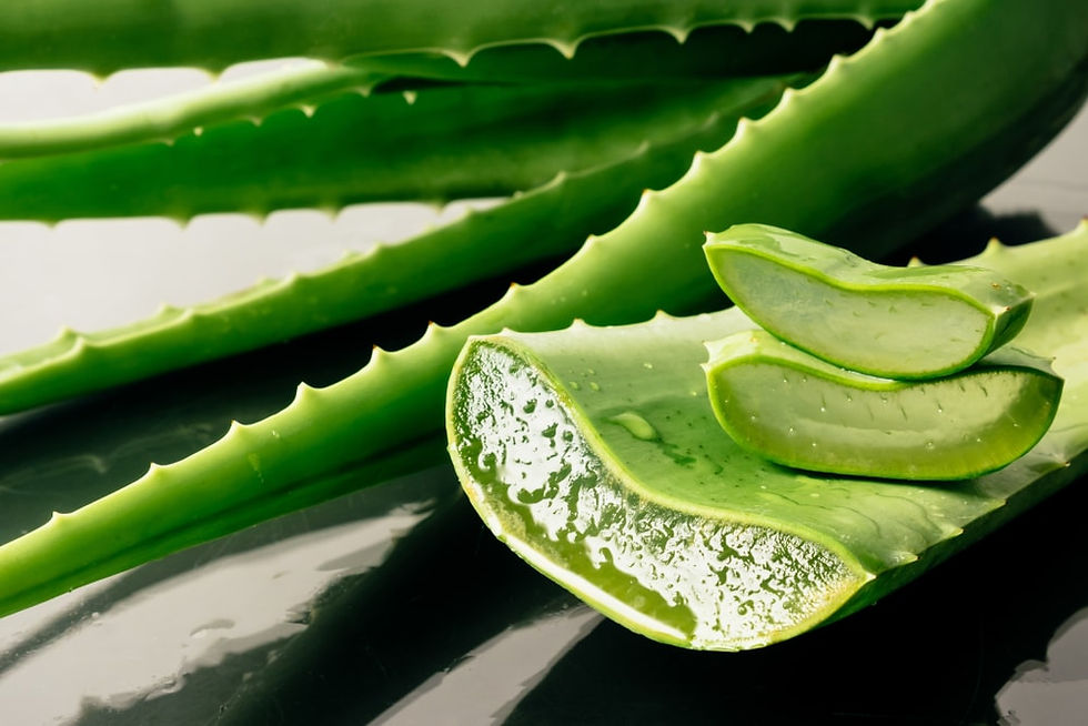 Qu'est-ce que l'Aloe Vera?