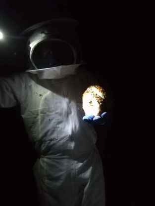 гнездо стършели.jpg