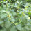 Thumbnail: Ashwagandha plant