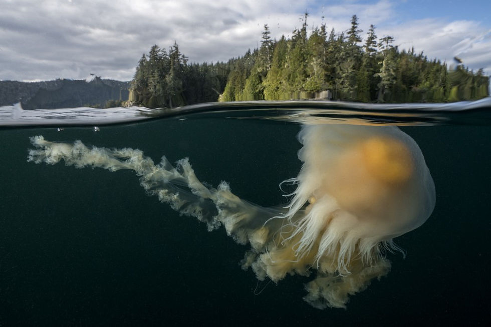 Gitga'at Eco-Tourism Community Engagement Sessions - Prince Rupert