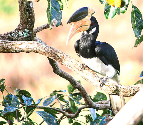 This Malabar Pied Hornbill was the first