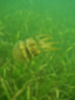 A jellyfish aimlessly drifts amongst the seagrass in Palk Bay © SDMRI