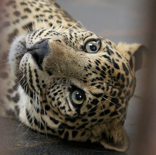 An Overnight Stay at Bondla (Goa)