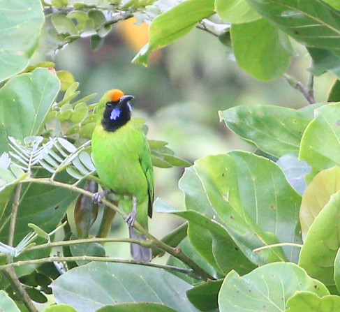 Golden-fronted leafbirds are expert camouflagers and it took me hundreds of tries to get t