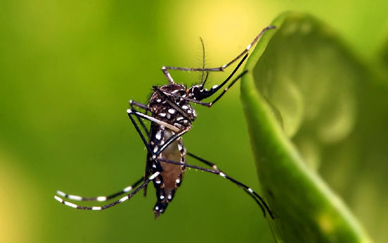 mosquito-ctnbio.jpg