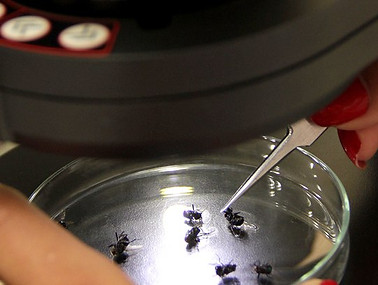 Entomologia-Forense.jpg