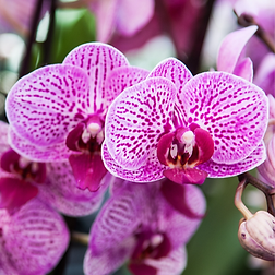 dark pink orchid.png