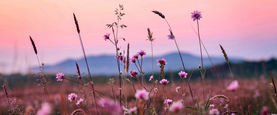 wild flowers.png