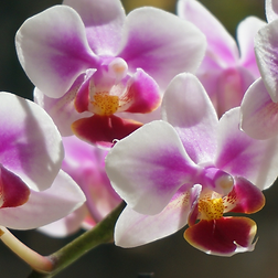 pink orchid.png