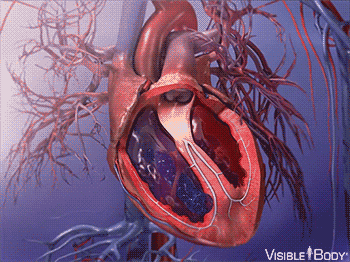 circulatory-system-cardiac-cycle-gif.gif
